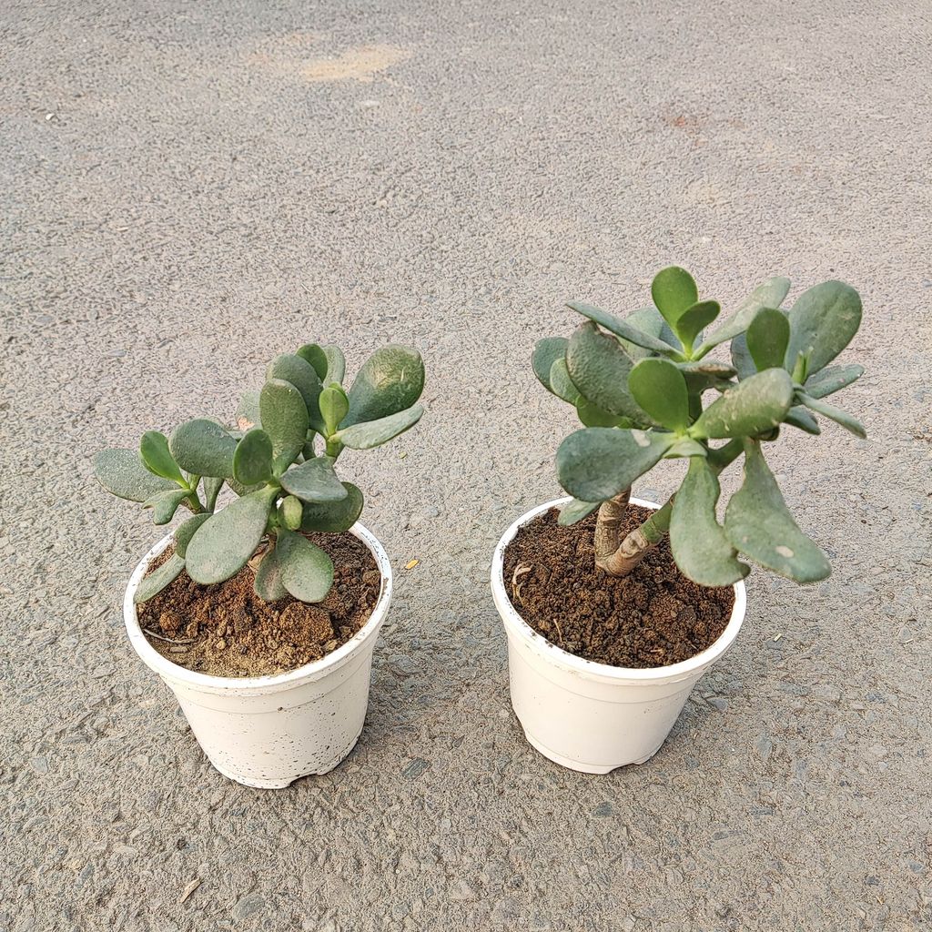 Set of 2 - Crasulla in 4 Inch White Nursery Pot