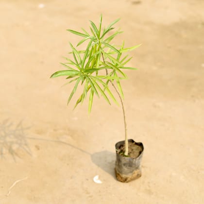 Buy Kaner / Oleander Yellow in 4 Inch Nursery Bag Online | Urvann.com