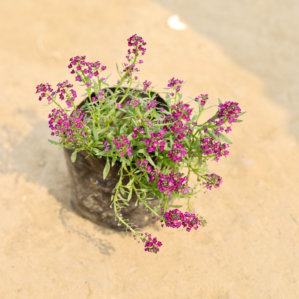 Alyssum Purple in 4 Inch Nursery Bag