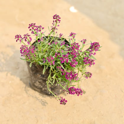 Buy Alyssum Purple in 4 Inch Nursery Bag Online | Urvann.com