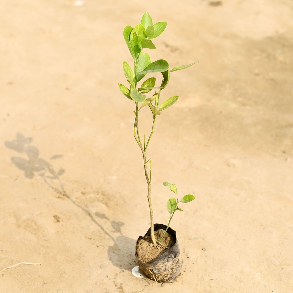 Nimbu / Lemon Plant in 4 Inch Nursery Bag