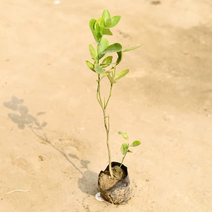 Buy Nimbu / Lemon Plant in 4 Inch Nursery Bag Online | Urvann.com