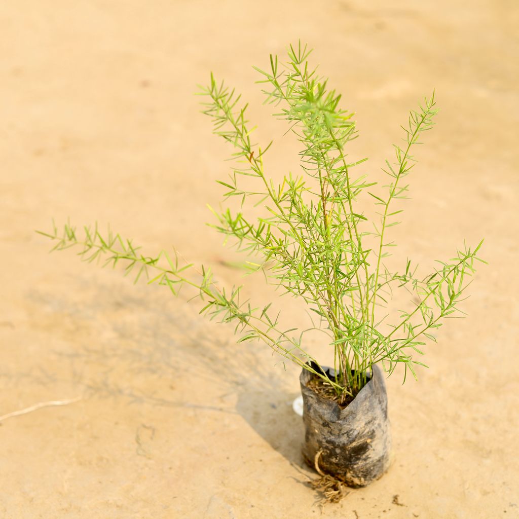 Asparagus Mary in 4 Inch Nursery Bag