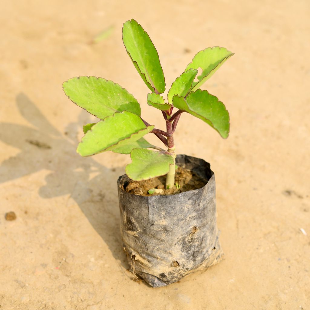 Patharchatta / Kalanchoe Pinnata  in 4 Inch Nursery Bag