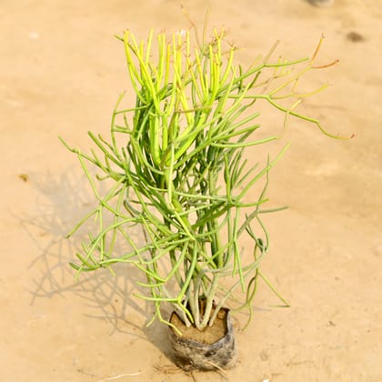 Buy Pencil Cactus in 4 Inch Nursery Bag Online | Urvann.com