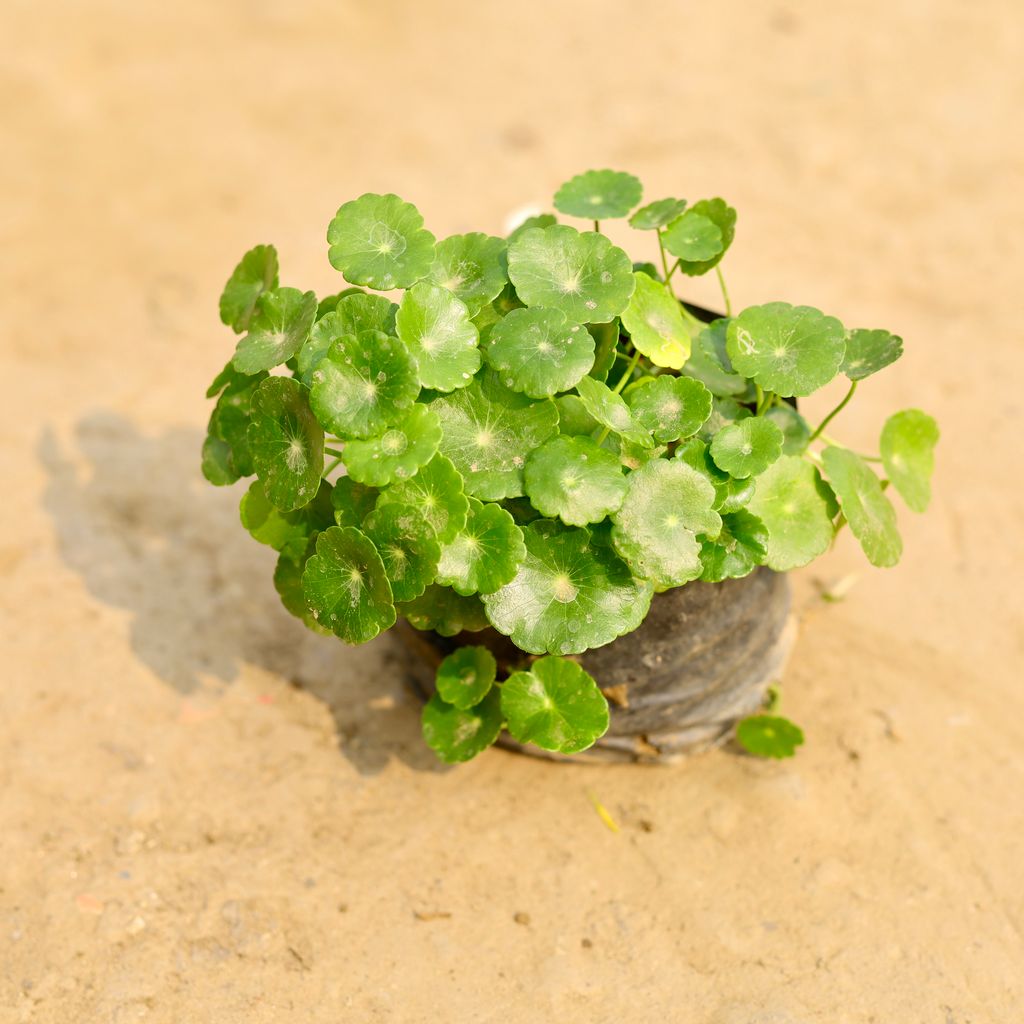 Brahmi Dollar / Pennywort / Coin Plant in 4 Inch Nursery Bag