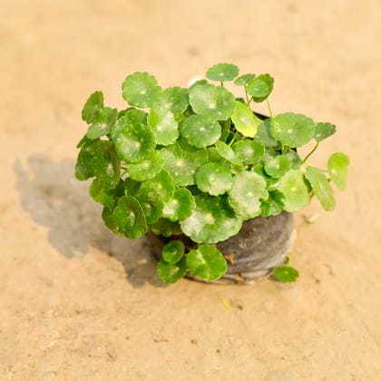 Buy Brahmi Dollar / Pennywort / Coin Plant in 4 Inch Nursery Bag Online | Urvann.com