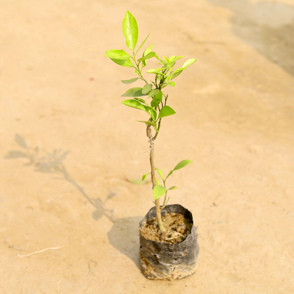 Mosambi / Sweet Lemon in 4 Inch Nursery Bag