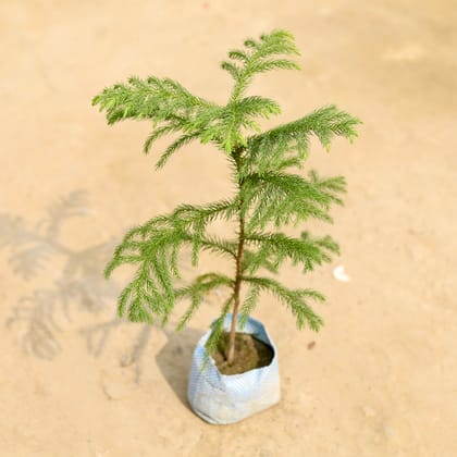 Buy Araucaria / Christmas Tree in 4 Inch Nursery Bag Online | Urvann.com