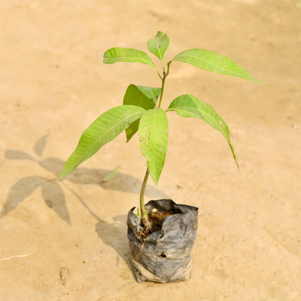 Aam / Mango in 4 Inch Nursery Bag