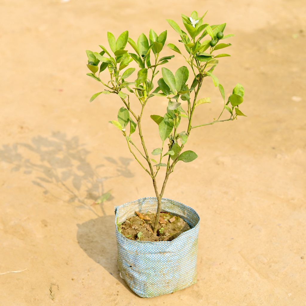 China orange in 4 Inch Nursery Bag