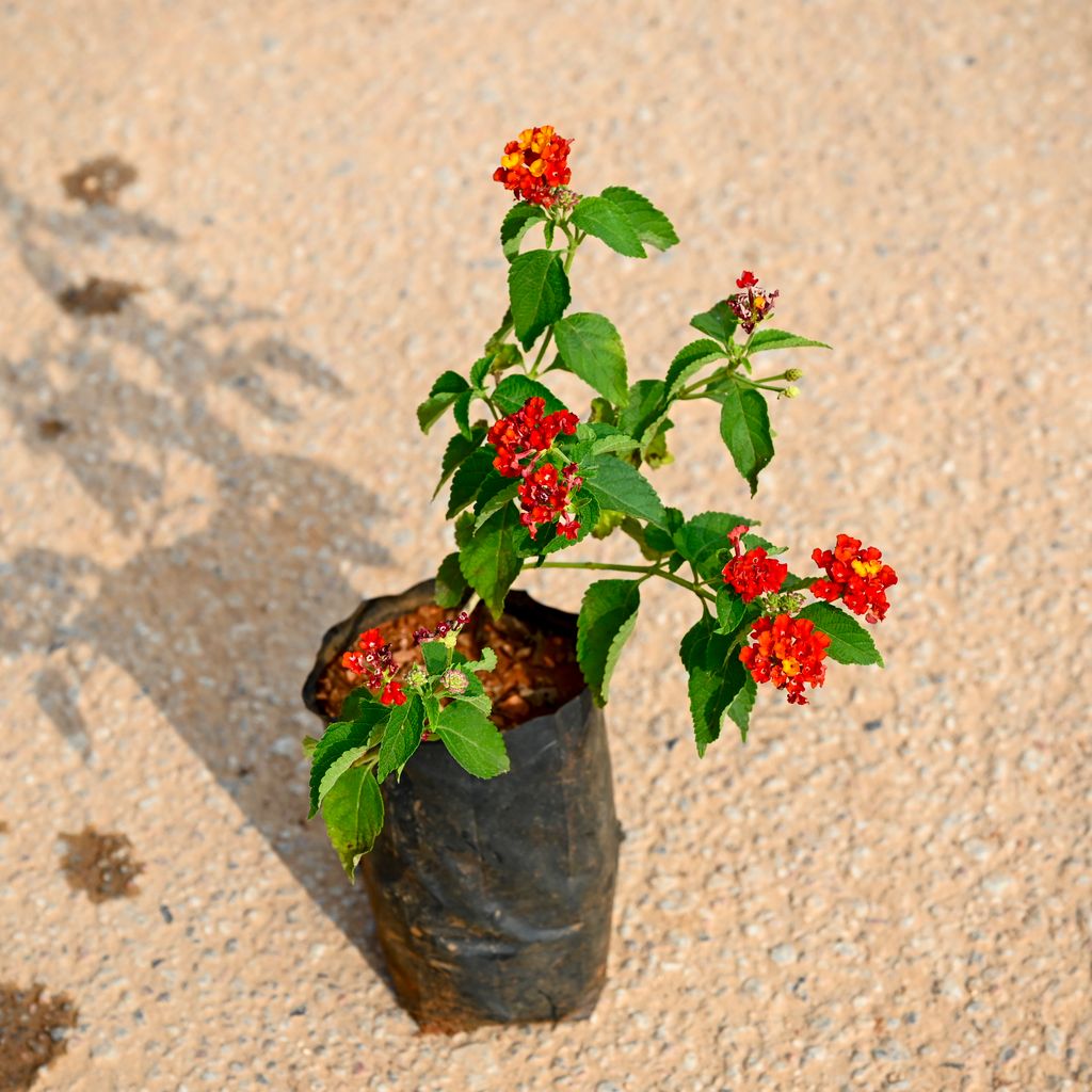 Lantana Red in 4 Inch Nursery Bag