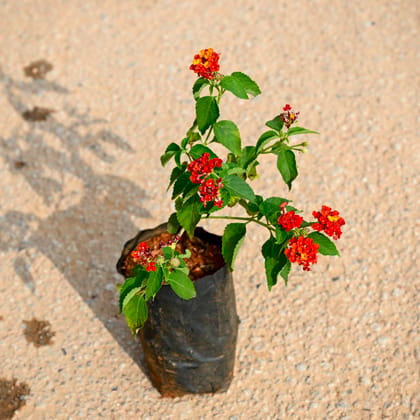 Buy Lantana Red in 4 Inch Nursery Bag Online | Urvann.com