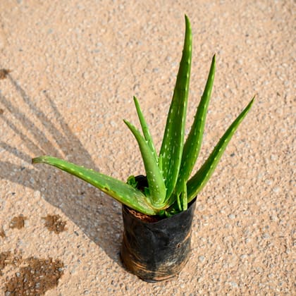 Buy Aloe vera in 4 Inch Nursery Bag Online | Urvann.com