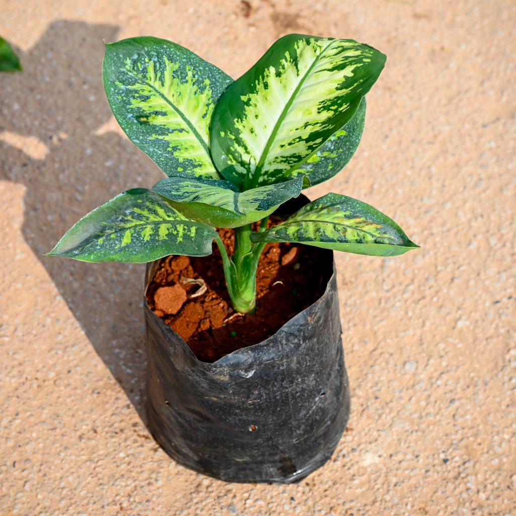 Dieffenbachia in 8 Inch Nursery Bag