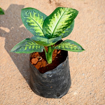 Buy Dieffenbachia in 8 Inch Nursery Bag Online | Urvann.com