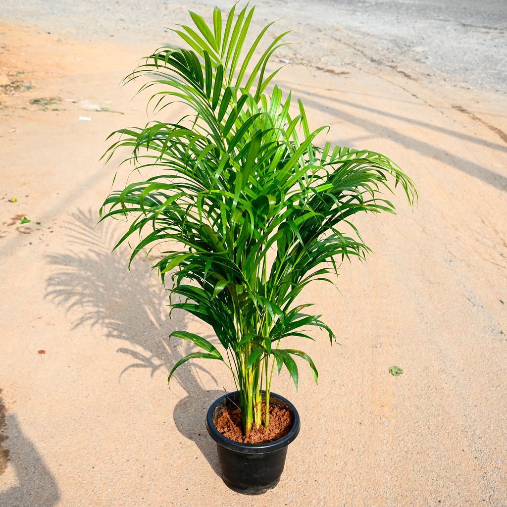 Areca Palm (~ 2.5 Ft) in 8 Inch Nursery Pot