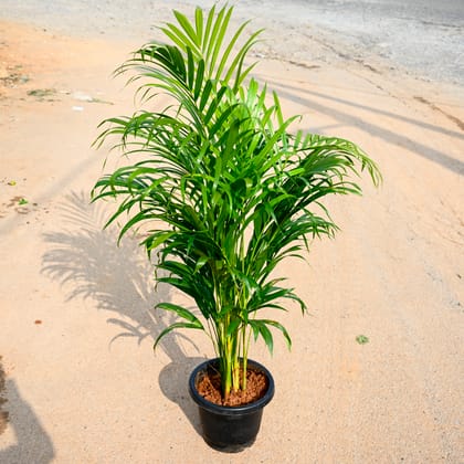 Buy Areca Palm (~ 2.5 Ft) in 8 Inch Nursery Pot Online | Urvann.com