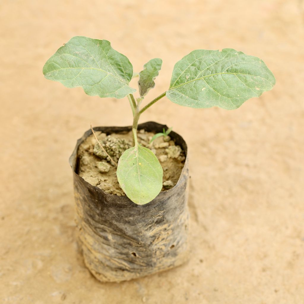 Baigan / Brinjal in 4 Inch Nursery bag