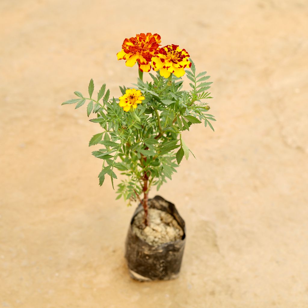 Marigold / Genda (Any Colour) in 4 Inch Nursery bag