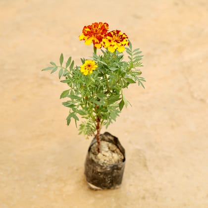 Buy Marigold / Genda (Any Colour) in 4 Inch Nursery bag Online | Urvann.com