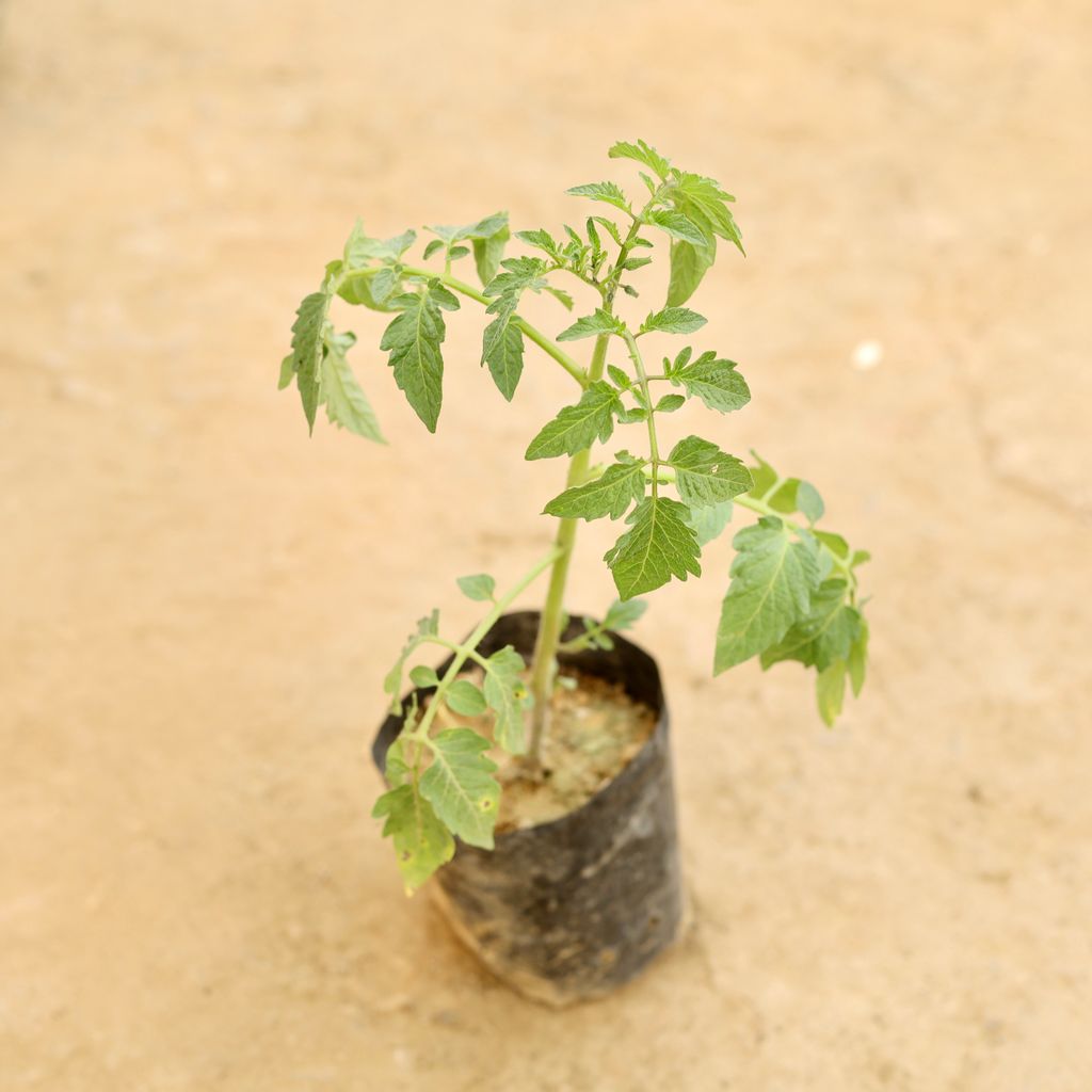 Tomato in 4 Inch Nursery bag