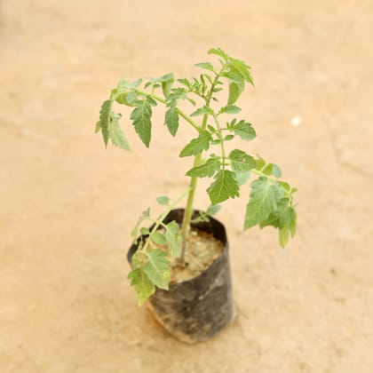 Buy Tomato in 4 Inch Nursery bag Online | Urvann.com