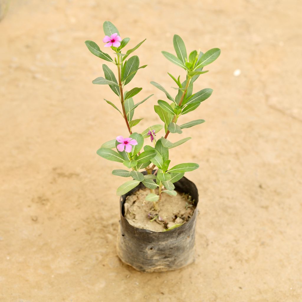 Periwinkle / Sadabahar / Vinca (Any Colour) in 4 Inch Nursery bag