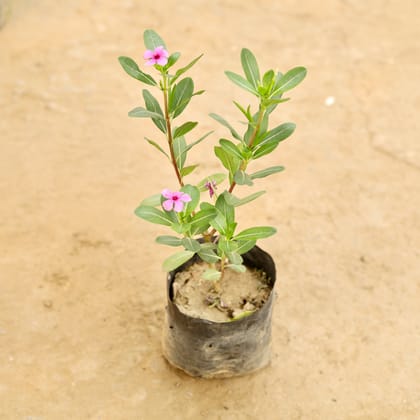 Buy Periwinkle / Sadabahar / Vinca (Any Colour) in 4 Inch Nursery bag Online | Urvann.com