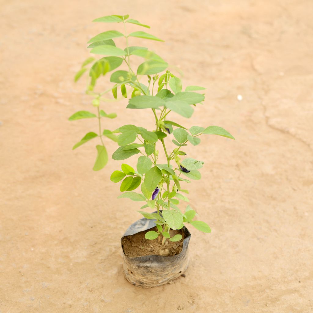 Aparajita / Asian Pigeonwings (Any Colour) in 4 Inch Nursery bag