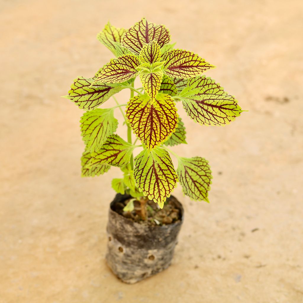 Coleus (Any Colour) (Any Design) in 4 Inch Nursery bag