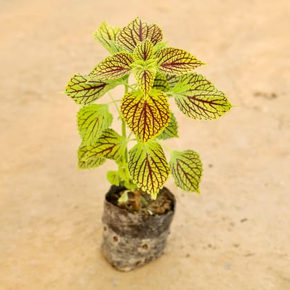 Buy Coleus (Any Colour) (Any Design) in 4 Inch Nursery bag Online | Urvann.com