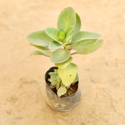 Buy Kalanchoe Succulent in 4 Inch Nursery bag Online | Urvann.com