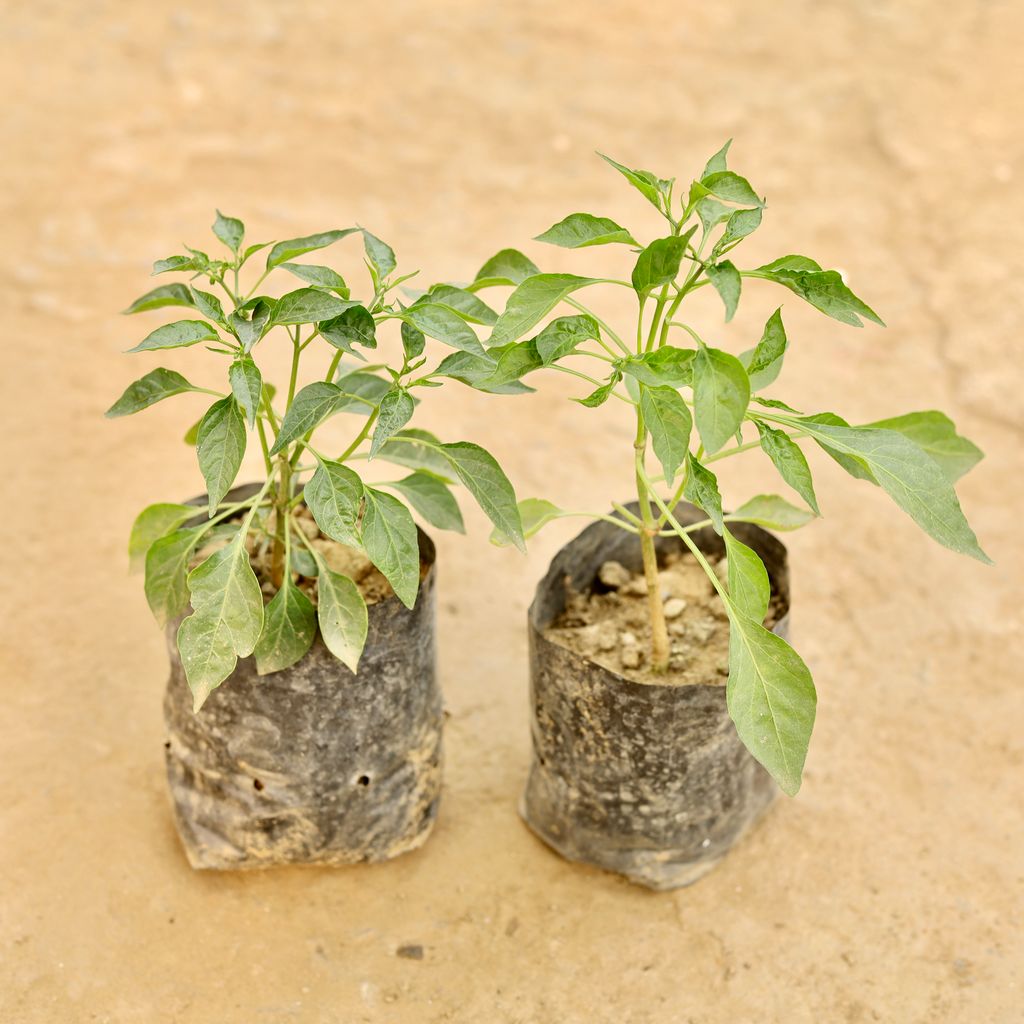 Set of 2 - Mirchi / Chilli Plant in 4 Inch Nursery bag