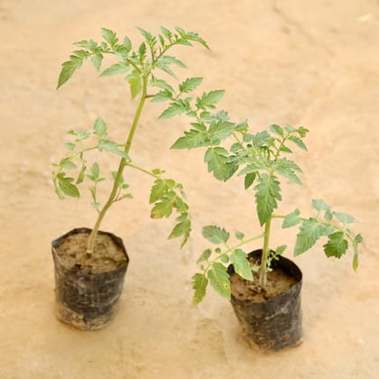 Buy Set of 2 - tomato Plant in 4 Inch Nursery bag Online | Urvann.com