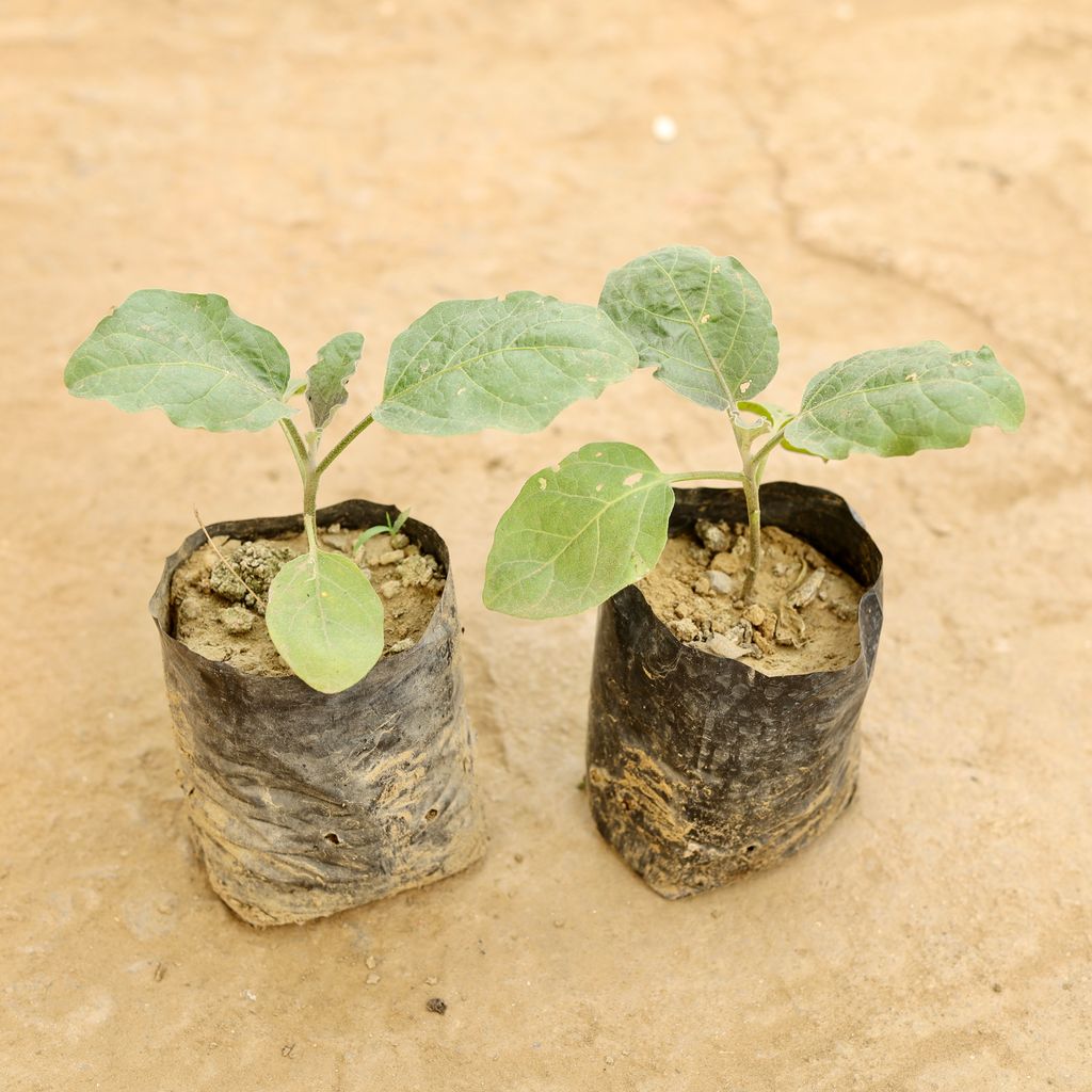 Set of 2 - Baigan / Brinjal in 4 Inch Nursery bag