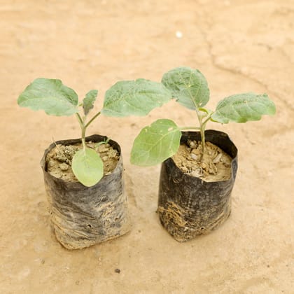 Buy Set of 2 - Baigan / Brinjal in 4 Inch Nursery bag Online | Urvann.com