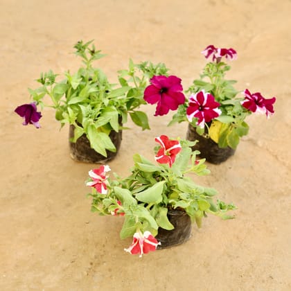 Buy Set of 3 - Petunia (Any Colour) in 4 Inch Nursery bag Online | Urvann.com