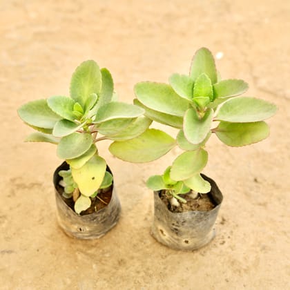 Buy set of 2 - Kalanchoe Succulent (Any Colour) in 4 Inch Nursery bag Online | Urvann.com