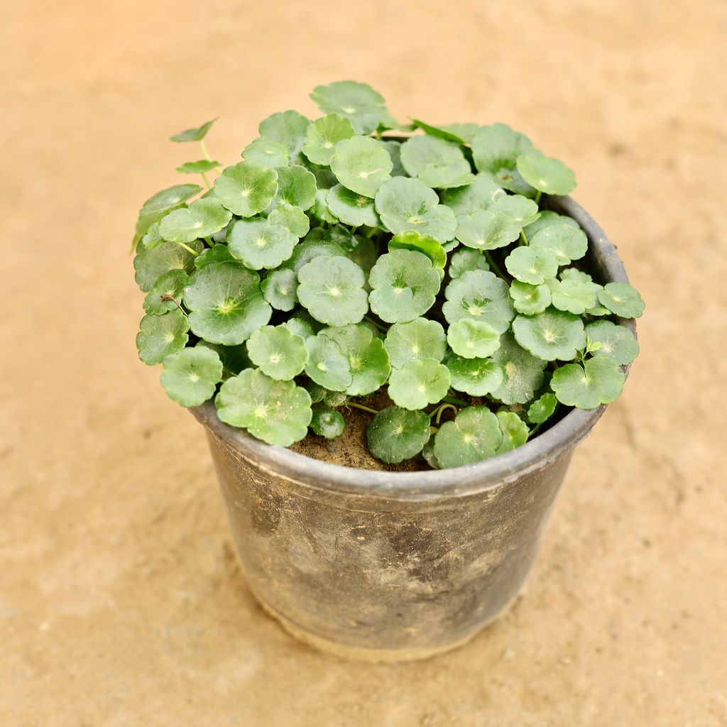 Brahmi Dollar / Pennywort / Coin Plant in 5 Inch Nursery Pot