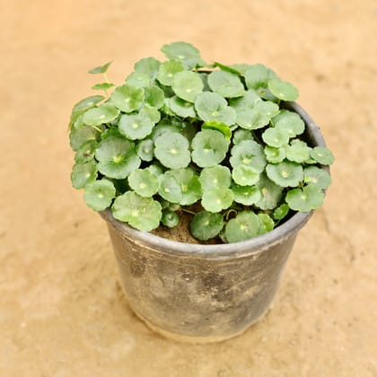 Buy Brahmi Dollar / Pennywort / Coin Plant in 5 Inch Nursery Pot Online | Urvann.com