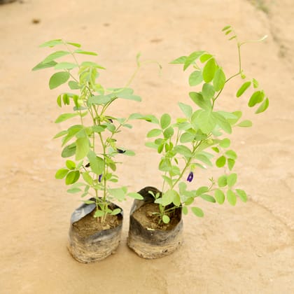 Buy Set of 2 - Aparajita / Asian Pigeonwings (Any Colour) in 4 Inch Nursery bag Online | Urvann.com