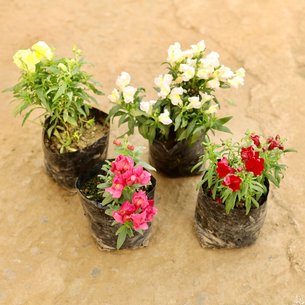 Set of 4 - Antirrhinum Majus / Dog Flower (any colour) in 4 Inch Nursery bag