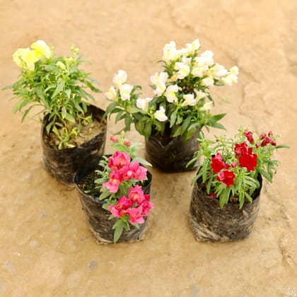 Buy Set of 4 - Antirrhinum Majus / Dog Flower (any colour) in 4 Inch Nursery bag Online | Urvann.com