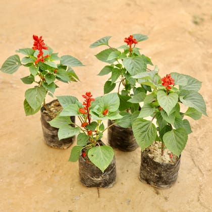 Buy Set of 4 - Salvia (Any Colour) in 4 Inch Nursery bag Online | Urvann.com