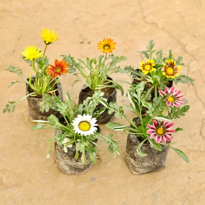 Buy Set of 5 - Gazania (Any Colour) in 4 Inch Nursery bag Online | Urvann.com