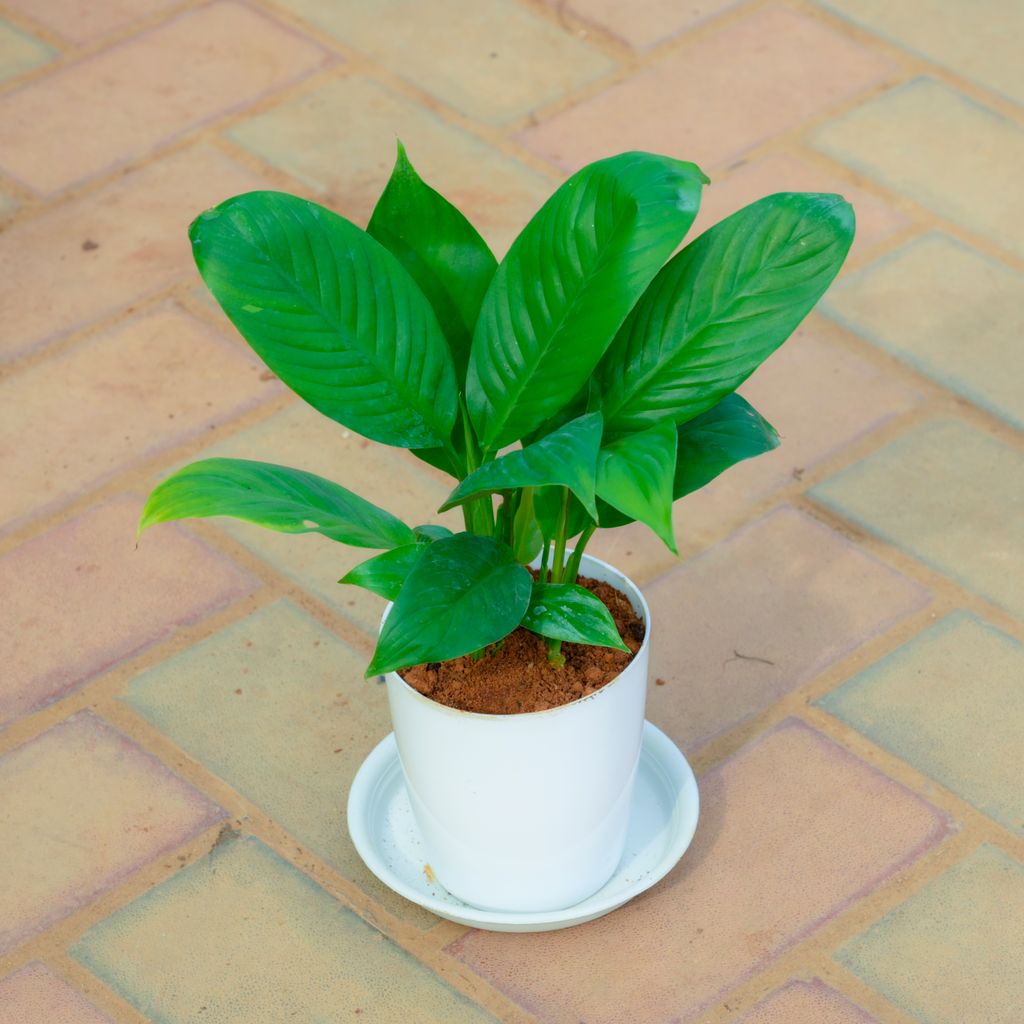 Peace Lily in 5 Inch White Premium Sphere Plastic Pot with Tray