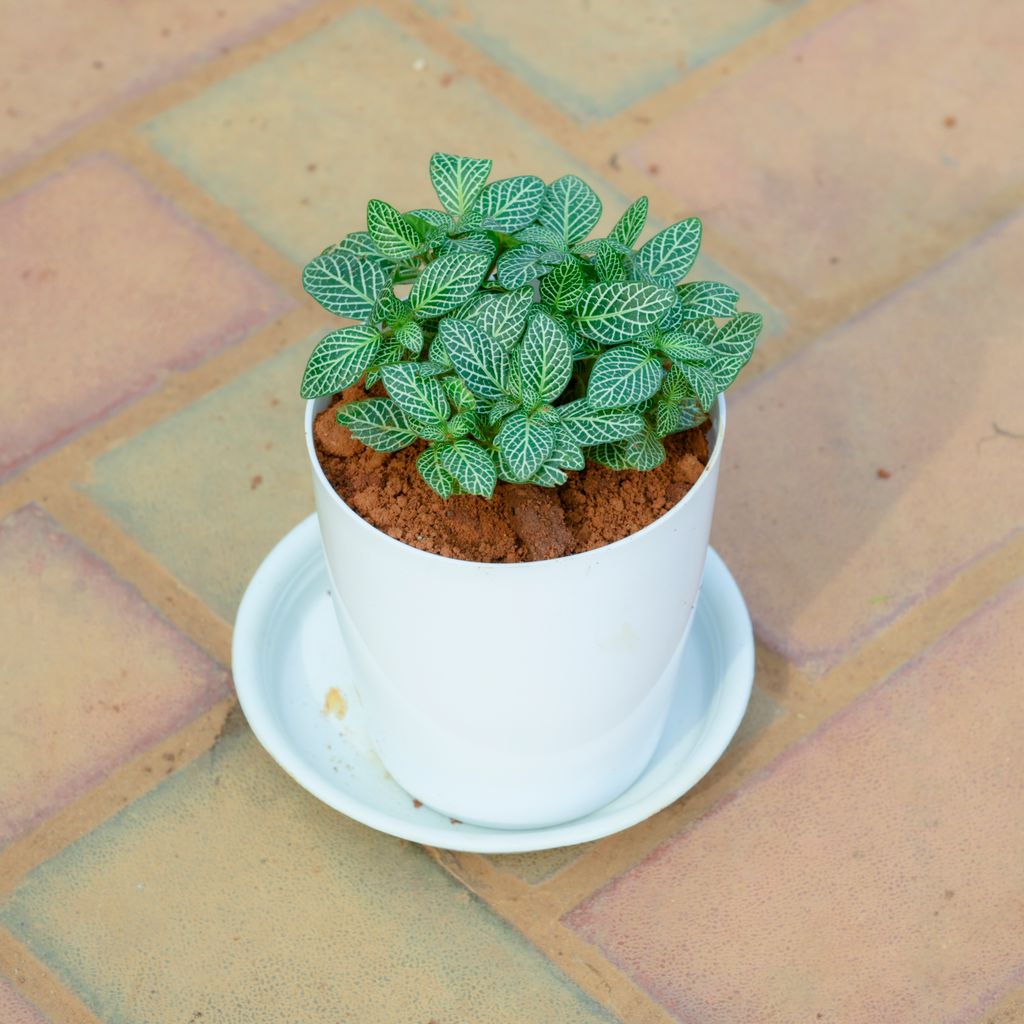 Fittonia / Nerve Plant in 5 Inch White Premium Sphere Plastic Pot with Tray