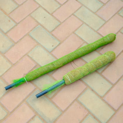 Buy Set Of 2 - Moss Stick (3 & 1.5 Ft) Online | Urvann.com