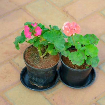 Buy Set Of 2 - Geranium (Any Colour) in 5 Inch Nursery Pot With Tray Online | Urvann.com